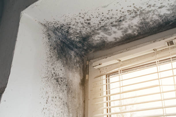 Trusted Black Mold Removal service in Reinholds, PA - Cheap Mold Removal